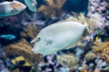 Bluespine unicornfish veya kısa burun unicornfish bulanık fotoğraf 