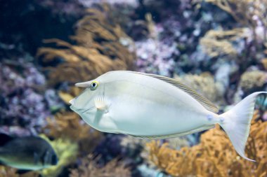 Bluespine unicornfish veya kısa burun unicornfish bulanık fotoğraf 