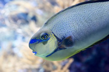 Bir deniz Bignose Unicornfish Naseus vlamingii bulanık fotoğraf 