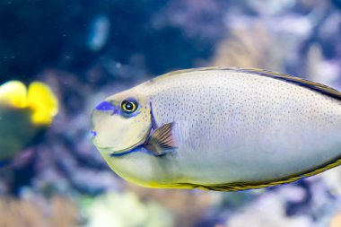 Bir deniz Bignose Unicornfish Naseus vlamingii bulanık fotoğraf 