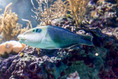 Bir Thicklip Wrass bulanık fotoğraf