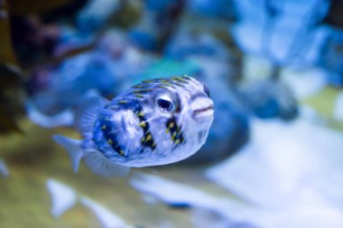 Bir kirpi kirpi balıkların bulanık fotoğraf i çilli porcupinefish