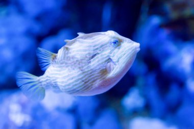 Bir kirpi kirpi balıkların bulanık fotoğraf i çilli porcupinefish