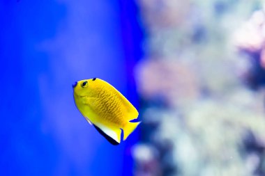 Bir denizde mercan resiflerinde küçük renkli balıkların bulanık fotoğraf 