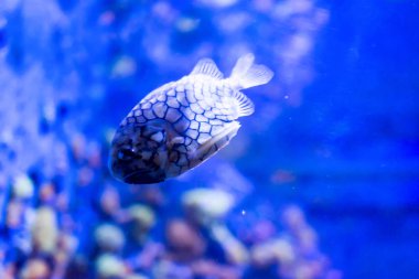 Bir deniz akvaryumunda Monocentridae Pinecone balıklar bulanık fotoğraf