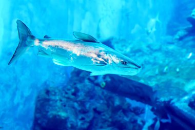 Farklı satış su balıkları ve mercan resifleri ile büyük mavi Deniz Akvaryumu bulanık fotoğraf