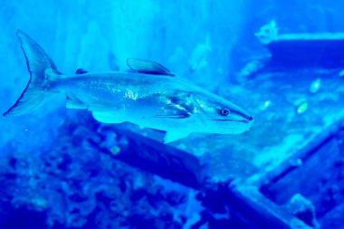 Farklı satış su balıkları ve mercan resifleri ile büyük mavi Deniz Akvaryumu bulanık fotoğraf