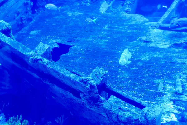 Farklı satış su f ile büyük bir Deniz Akvaryumu bulanık fotoğraf