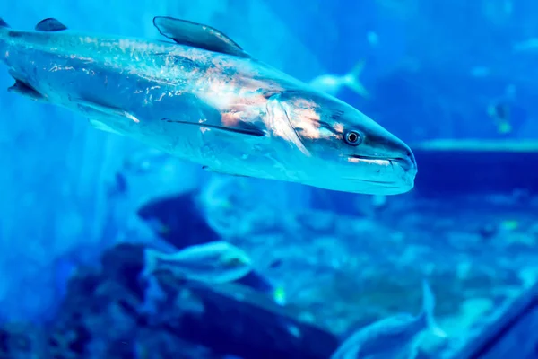 Suddig bild av ett stort hav akvarium med olika försäljning vatten f — Stockfoto