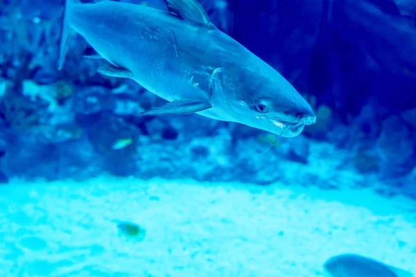 Foto sfocata di un grande acquario marino con acqua di vendita diversa f — Foto Stock