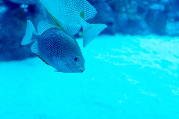 Foto sfocata di un grande acquario marino con acqua di vendita diversa f — Foto Stock