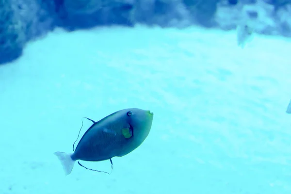 Foto sfocata di un grande acquario marino con acqua di vendita diversa f — Foto Stock