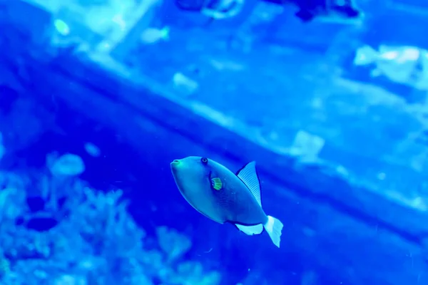 Foto borrada de um grande aquário de mar com água de venda diferente f — Fotografia de Stock