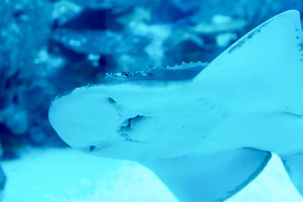 Foto borrada de Shovelnose guitfish Rhinobatos productus em um — Fotografia de Stock