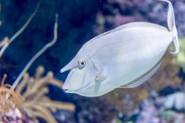 Bluespine unicornfish veya kısa burun unicornfish bulanık fotoğraf — Stok fotoğraf