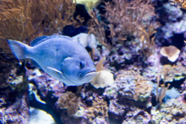 Bir deniz Aquari bir Hipoplectrus Gemma mavi Hamlet bulanık fotoğraf — Stok fotoğraf