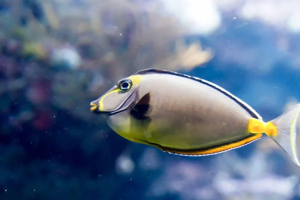 Bir se bir Japonya cerrah balığı acanthurus multiflorum bulanık fotoğraf — Stok fotoğraf