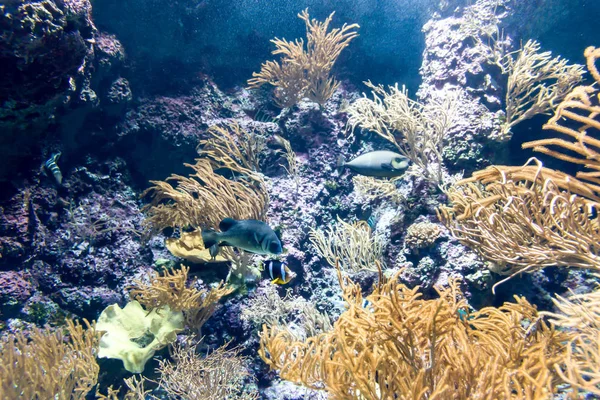 Размытое фото различных рыб и коралловых рифов в морских аквариумах — стоковое фото