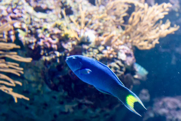 Blurry photo of a small blue fish and coral reefs in a sea aquar — Stock Photo, Image