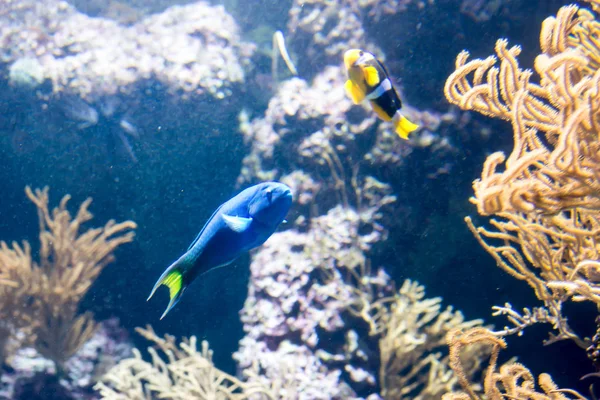Bir deniz Aquari farklı balıklar ve mercan resifler bulanık fotoğraf — Stok fotoğraf