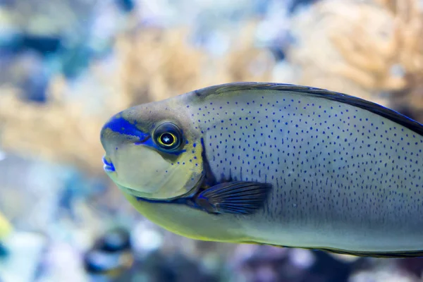 Bir deniz Bignose Unicornfish Naseus vlamingii bulanık fotoğraf — Stok fotoğraf