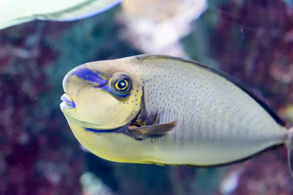 Bir deniz Bignose Unicornfish Naseus vlamingii bulanık fotoğraf — Stok fotoğraf