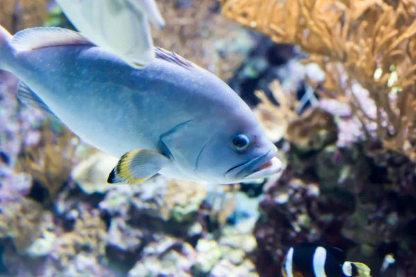 Foto ikan abu-abu buram dengan sirip kuning di akuarium laut — Stok Foto