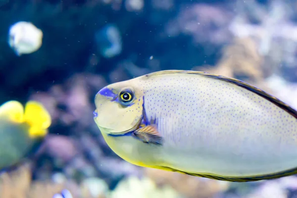 Foto kabur dari Bignose Unicornfish Naseus vlamingii di laut — Stok Foto