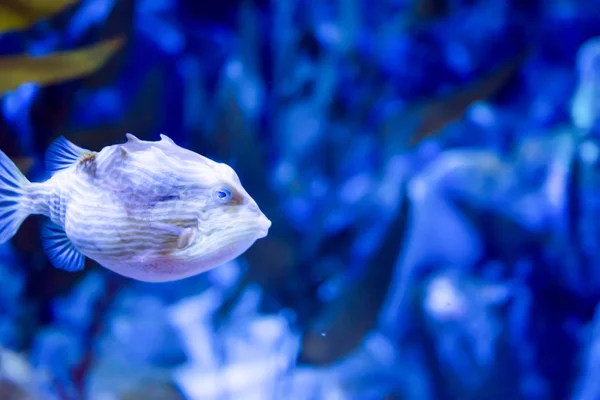 ポークパインフグの魚そばかす porcupinefish のぼやけた写真 — ストック写真