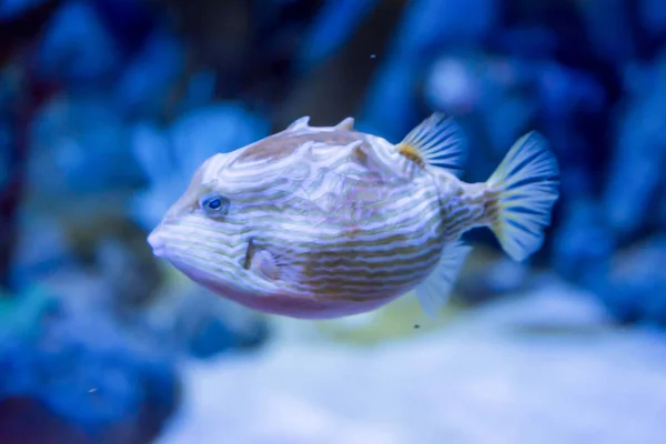 Photo floue d'un poisson-globe de porc-épic aux taches de rousseur i — Photo