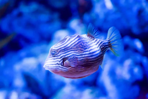 Elmosódott fotó egy Porcupine puffer hal szeplős porcupinefish i — Stock Fotó