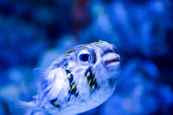 Blurry photo of a porcupine puffer fish freckled porcupinefish i — Stock Photo, Image