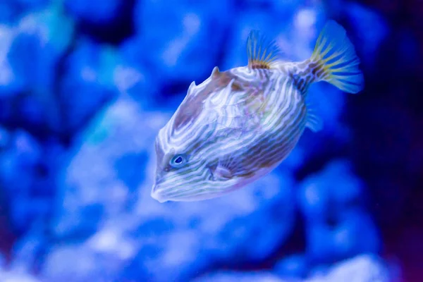 Elmosódott fotó egy Porcupine puffer hal szeplős porcupinefish i — Stock Fotó