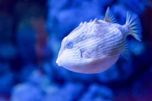 Elmosódott fotó egy Porcupine puffer hal szeplős porcupinefish i — Stock Fotó