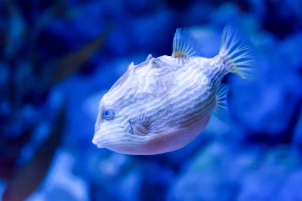 Elmosódott fotó egy Porcupine puffer hal szeplős porcupinefish i — Stock Fotó