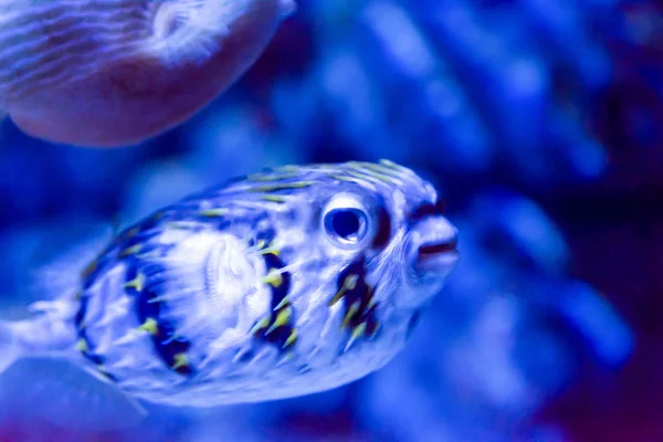 Elmosódott fotó egy Porcupine puffer hal szeplős porcupinefish i — Stock Fotó