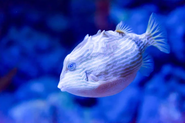 Photo floue d'un poisson-globe de porc-épic aux taches de rousseur i — Photo