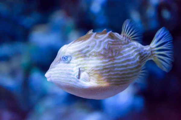 Blurry photo of a porcupine puffer fish freckled porcupinefish i — Stock Photo, Image