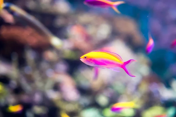 Verschwommenes Foto von kleinen bunten Fischen in einem Korallenriff in einem Meer — Stockfoto