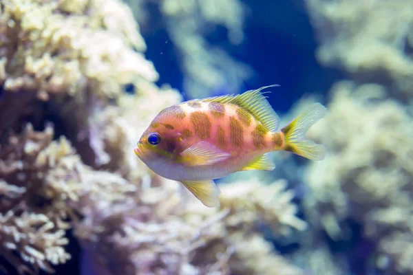 Foto buram ikan kecil berwarna-warni di terumbu karang di laut — Stok Foto