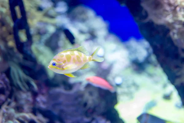 Elmosódott fotó kis színes halak egy korallzátonyok a tengeren — Stock Fotó