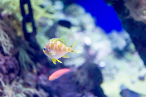 Размытое фото мелких красочных рыбок на коралловых рифах в море — стоковое фото