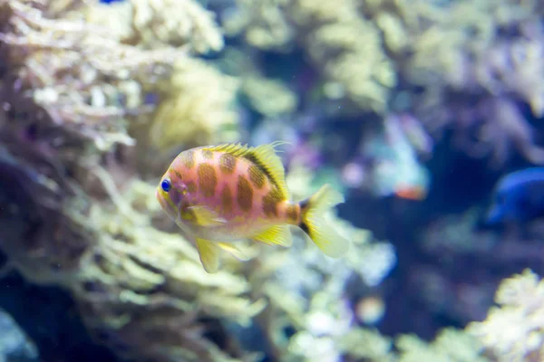 Foto buram ikan kecil berwarna-warni di terumbu karang di laut — Stok Foto