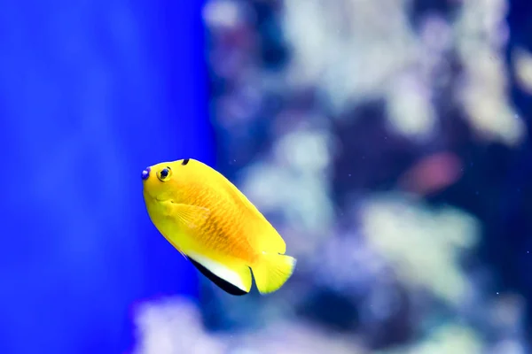 Foto sfocata di piccoli pesci colorati in una barriera corallina in un mare — Foto Stock