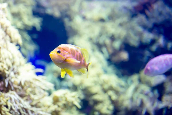 Blurry photo of small colorful fishes in a coral reefs in a sea — Stock Photo, Image