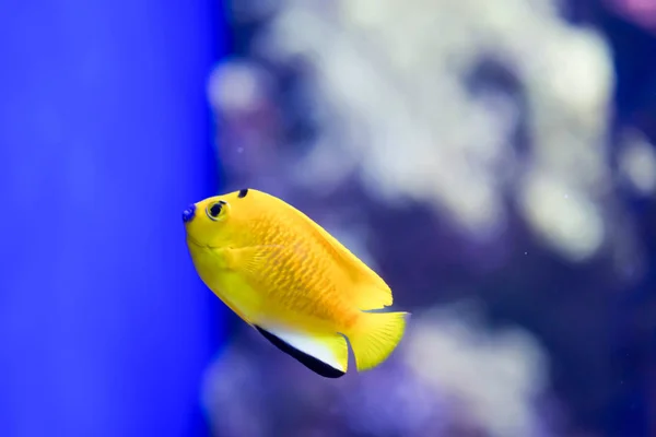 Foto buram ikan kecil berwarna-warni di terumbu karang di laut — Stok Foto