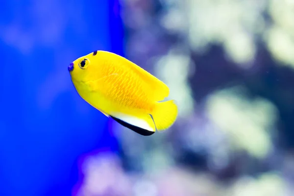 Foto sfocata di piccoli pesci colorati in una barriera corallina in un mare — Foto Stock