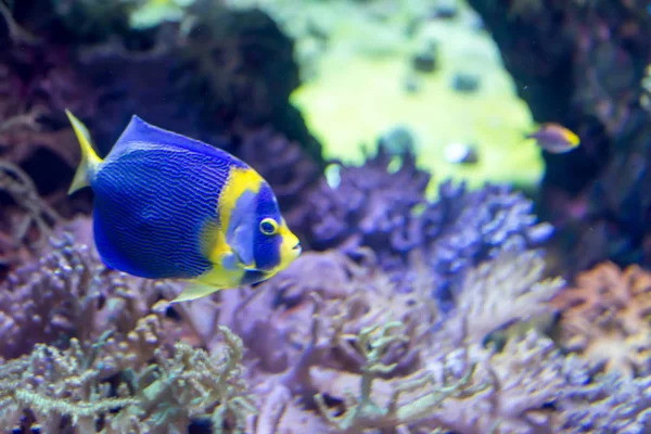 Blurry photo of a Scribbled angelfish Chaetodontoplus duboulayi — Stock Photo, Image