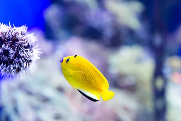 Foto borrosa de pequeños peces de colores en un arrecife de coral en un mar — Foto de Stock