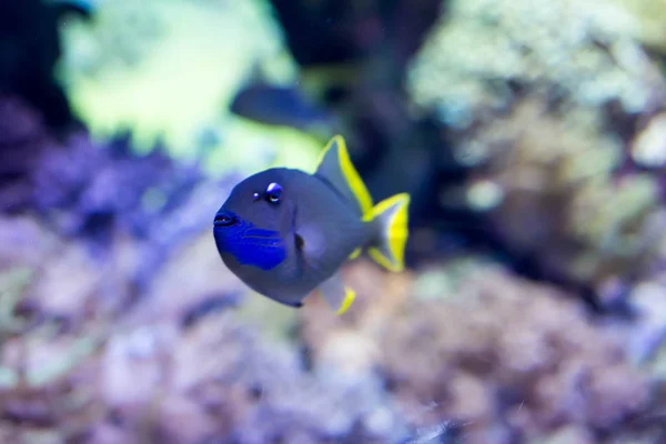 Foto sfocata di un pesce angelo Scribbled Chaetodontoplus duboulayi — Foto Stock